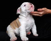 Charming English Bulldog Puppies free for adoption.