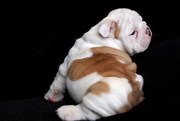 BULLDOG PUPPIES Available Now !! AKC, 